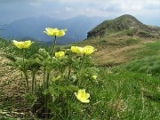 75 Anemoni sulfurei (Pulsatilla alpina sulphurea) con vista verso il Monte Avaro